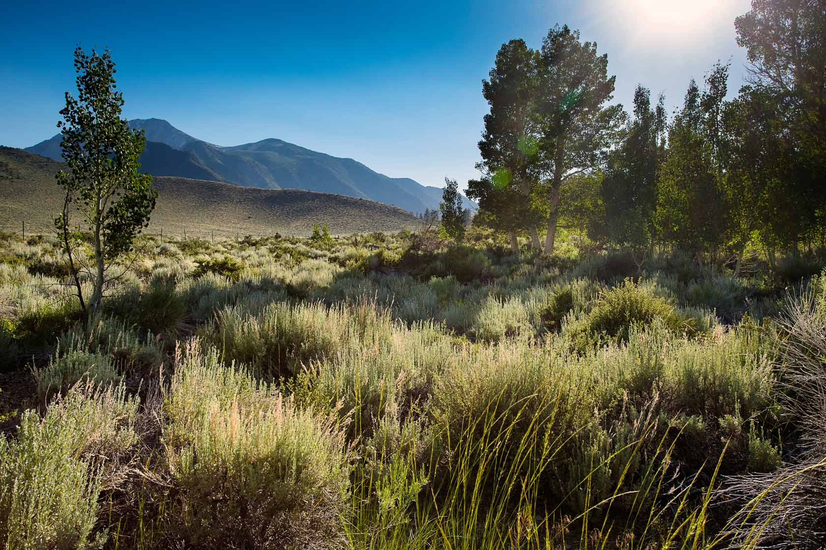 Valentine Eastern Sierra Reserve