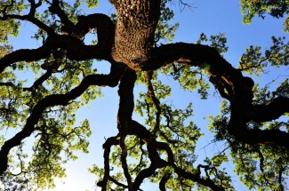 Valley Oak
