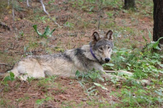 Wolf