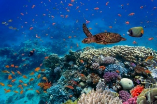 marine-biodiversity-istock