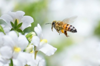 Bee stock photo