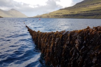 seaweed