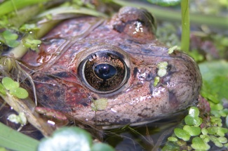 California red-legged frog (Rana draytonii) surfaces in a pond in Point Reyes National Seashore, Calif.