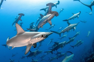 Different types of sharks swimming underwater.