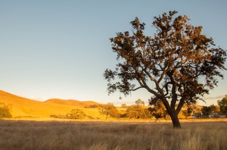 The rolling hills of Sedgwick Reserve offer a testbed for researchers to probe grassland ecology.