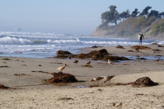 Shorebirds forage in kelp wrack on a beach in California