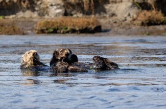 Although sea otters only recently recolonized their historic habitat in the Elkhorn Sough, they’re already benefiting the ecosystem.