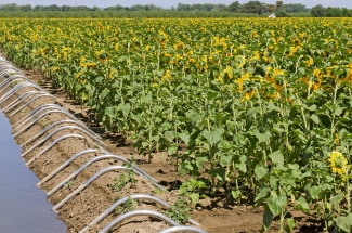 Tweaks to farming practices could preserve some of California’s declining water resources.