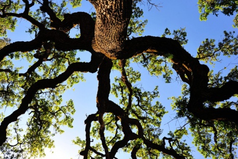 Valley Oak