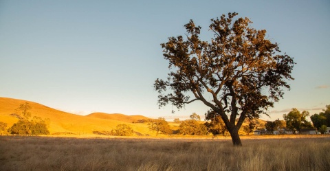 The rolling hills of Sedgwick Reserve offer a testbed for researchers to probe grassland ecology.