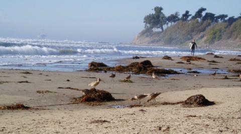 Shorebirds forage in kelp wrack on a beach in California