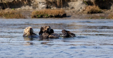 Although sea otters only recently recolonized their historic habitat in the Elkhorn Sough, they’re already benefiting the ecosystem.